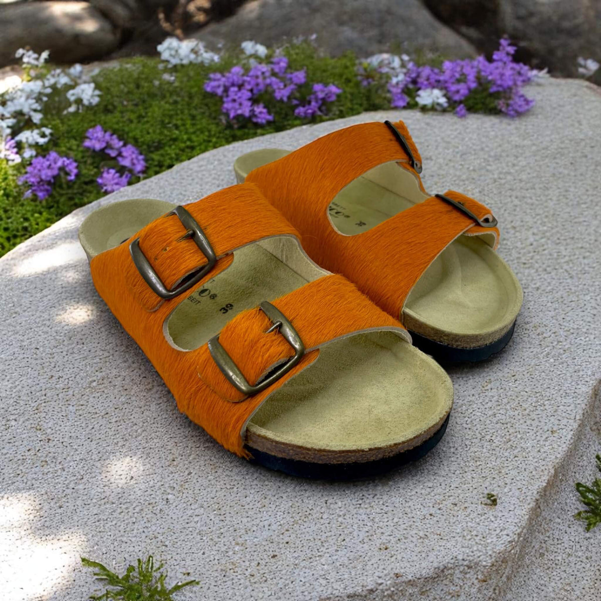 Marmota orange